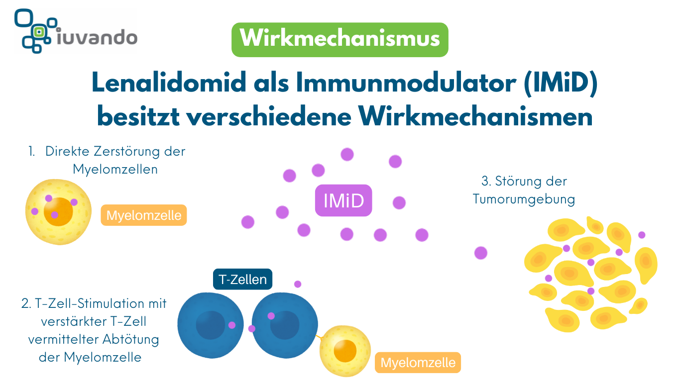 Schematische Darstellung der Wirkmechnismen von Lenalidomid beim Multiplen Myelom.