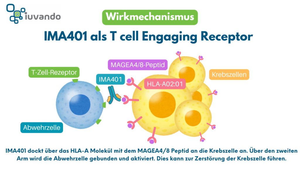 Schematische Darstellung des Wirkmechanismus von IMA401 als T-ceel Engaging Receptor bei soliden Tumoren